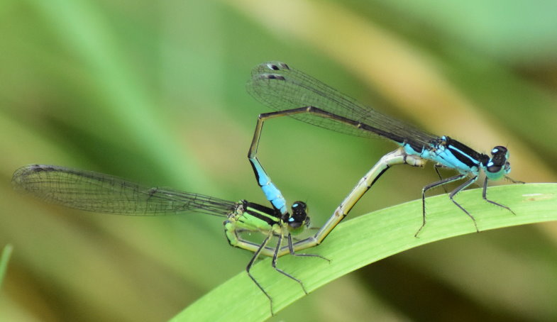 Auch diese flinken Jäger hatten sich auf unserer Fläche niedergelassen. Bald gibt es Nachwuchs bei der Blauen Federlibelle. Das blaue Männchen und das grüne Weibchen hatten für ihr Paarungsrad auf einem ruhigen Grasblatt niedergelassen.