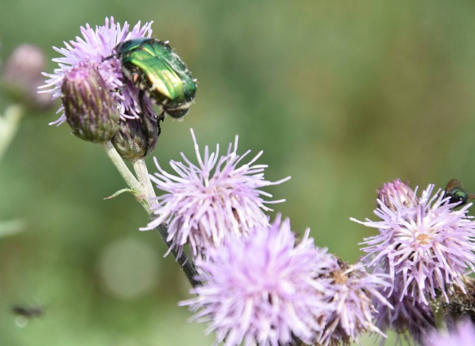 Auch Rosenkäfer mögen Distelblüten