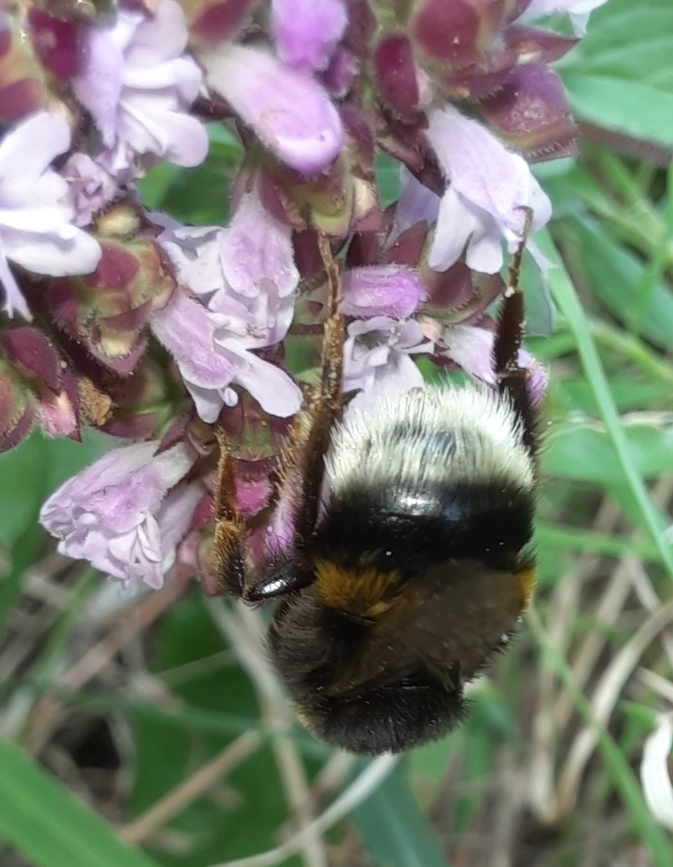 Helle Erdummel am Ysop