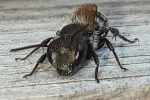 Stahlblaue Mauerbiene