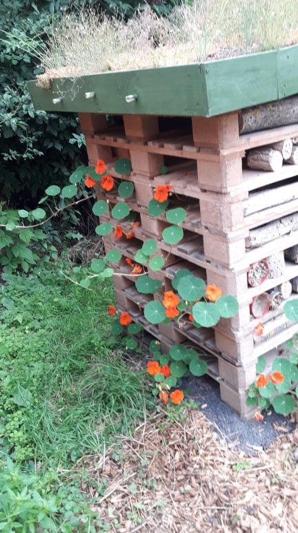 Kapuzinerkresse im Paletten-Turm