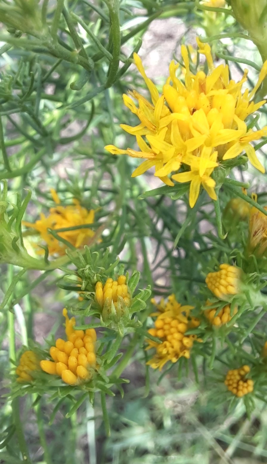 Blüten der Goldhaar-Aster