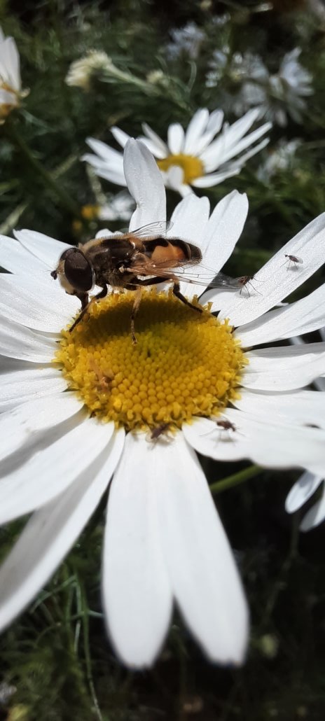 Schwebfliege auf Blüte