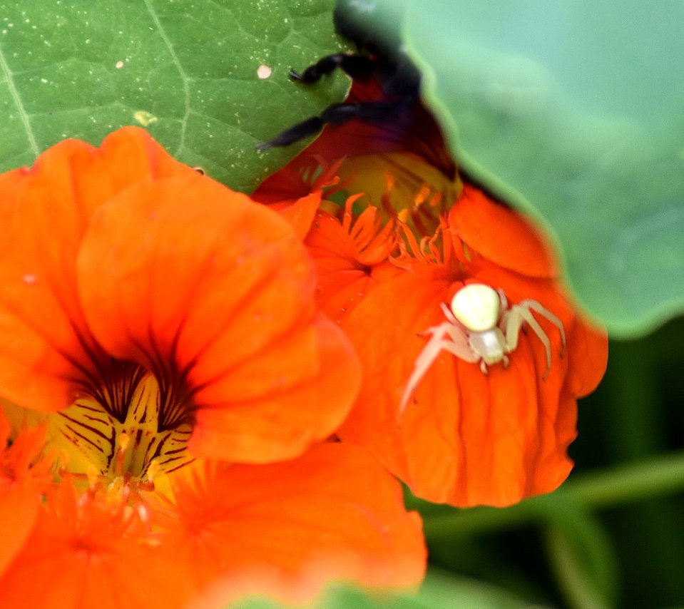 Blaue Holzbiene und Veränderliche Krabbenspinne