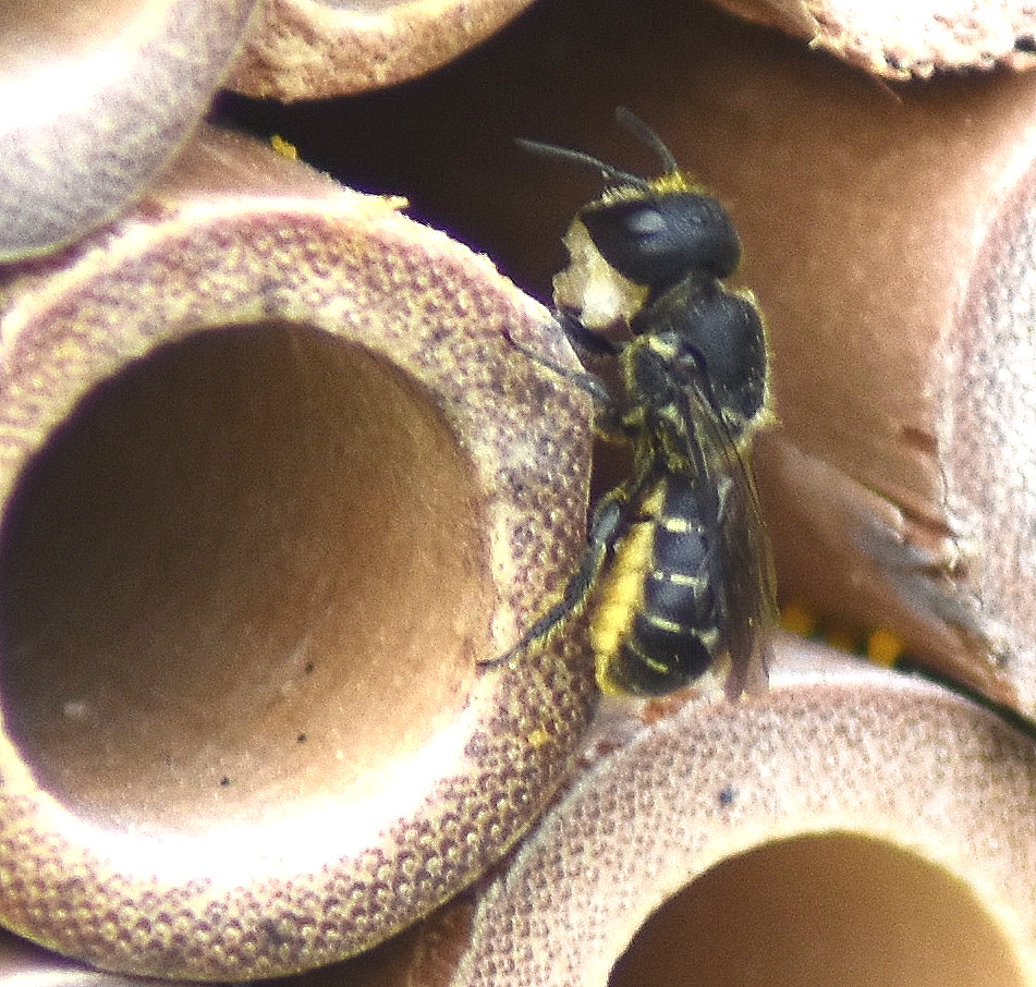 Eventuell eine Gewöhnliche Löcherbiene