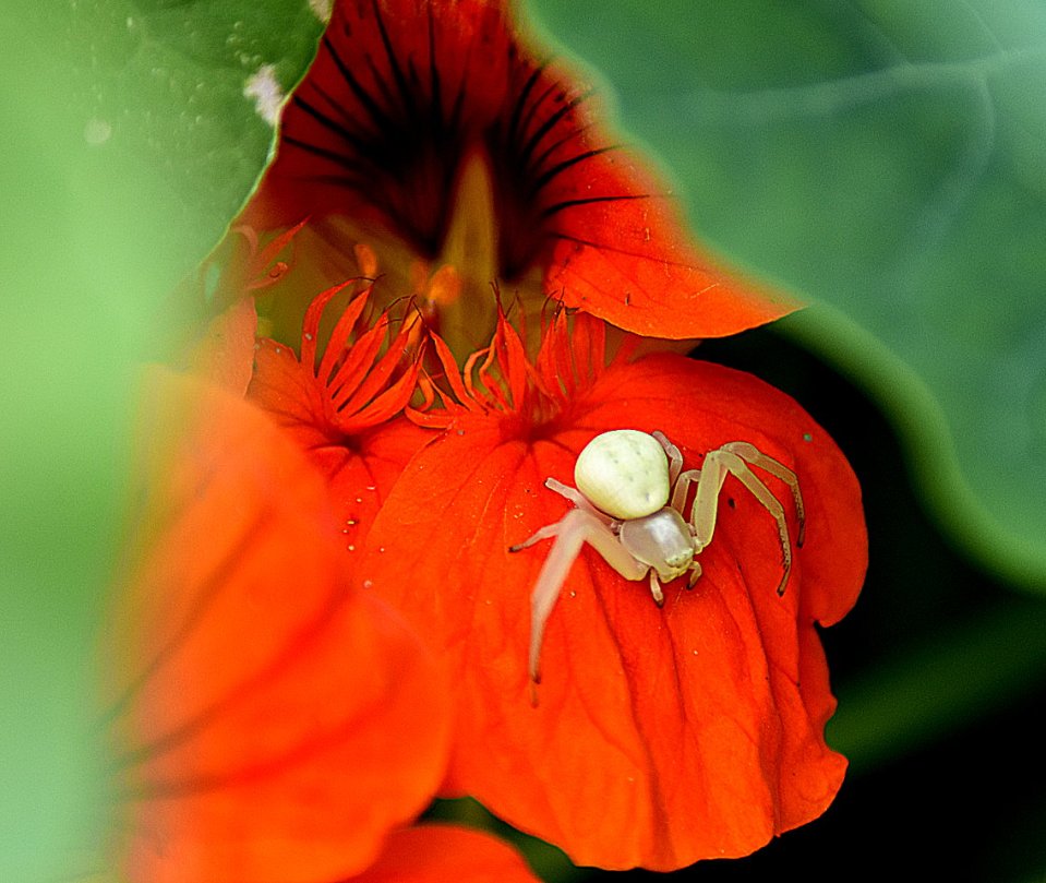 Veränderliche Krabbenspinne
