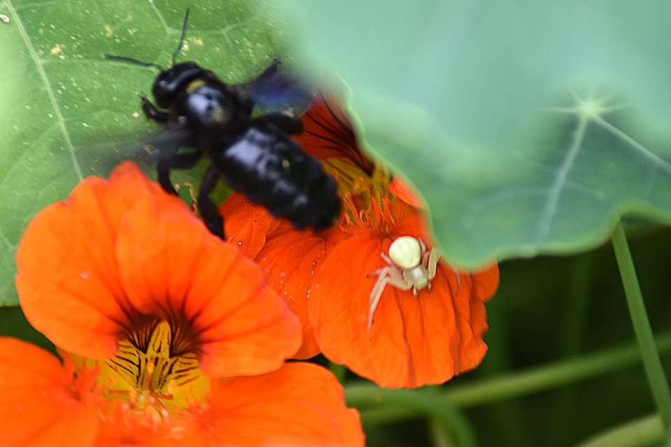 Zu fette Beute - die Blaue Holzbiene Blog