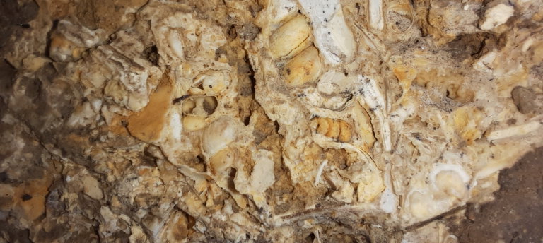 Versteinerungen Muscheln