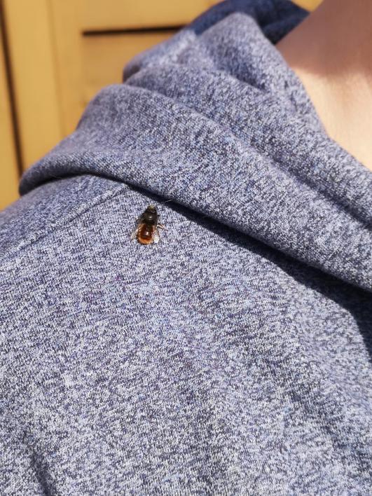 Gehörnte Mauerbiene - Zwischenlandung