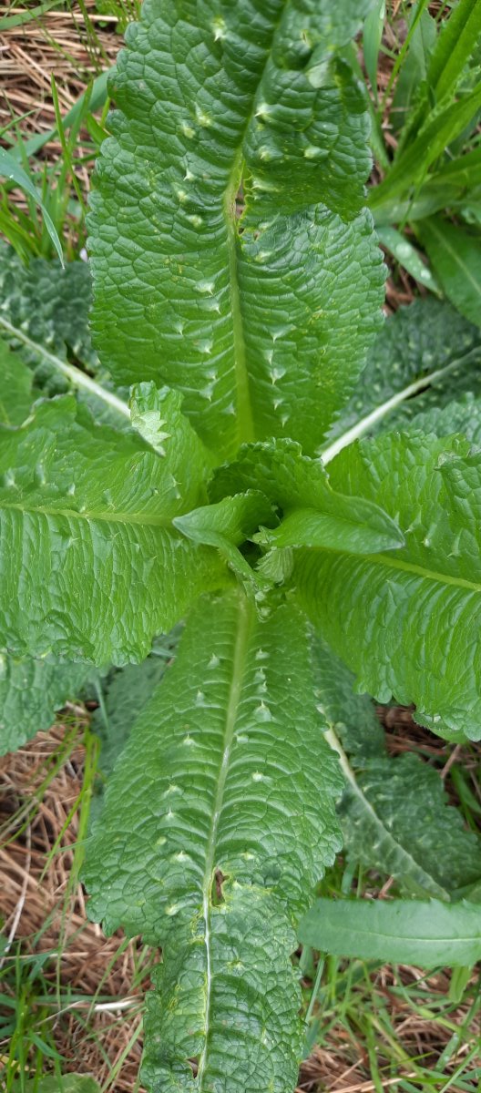 Die Wilde Karde wächst
