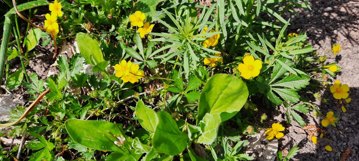 Frühlings-Fingerkraut im Staudenbeet