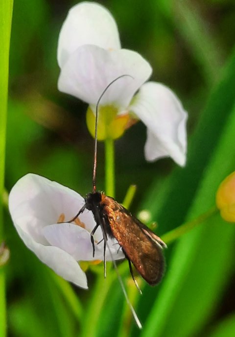 Kleinfalter am Wiesenschaumkraut