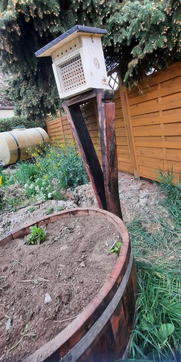 Sumpfbeet im Weinfass