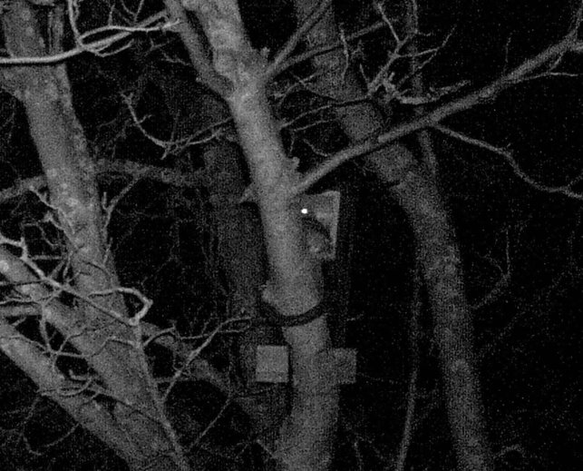 Steinkauzpaar vor der Niströhre