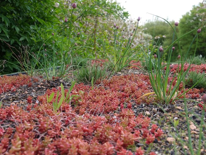Begrüntes Dach des Natur-Hotels
