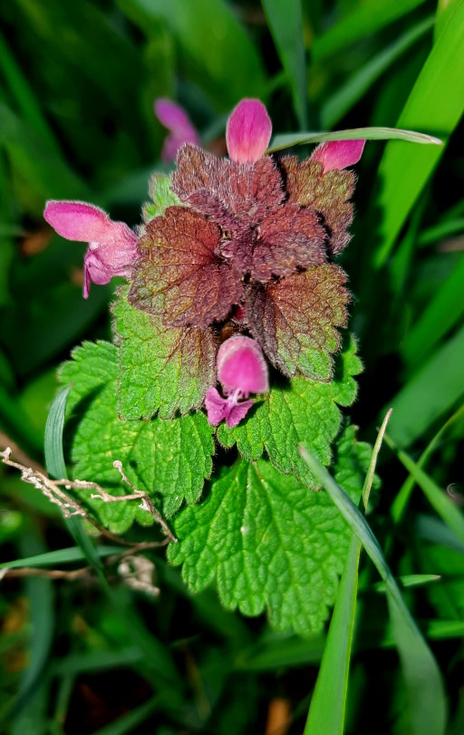 Purpurrote Taubnessel