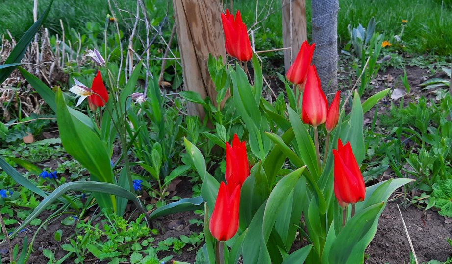 Tulpen