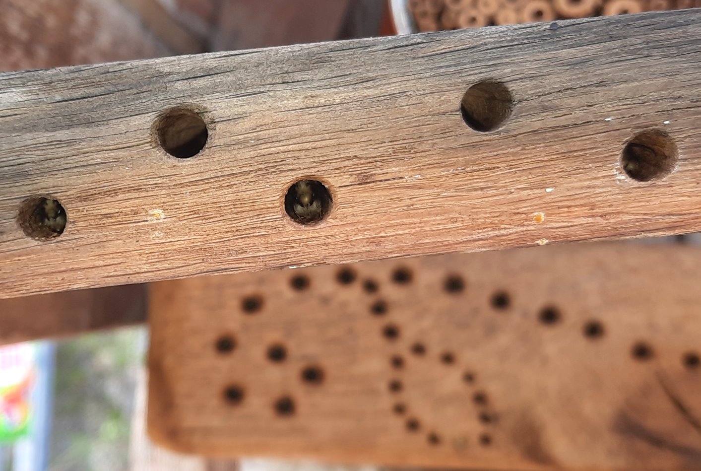 Wildbienen in Eichenholz-Fassdaube