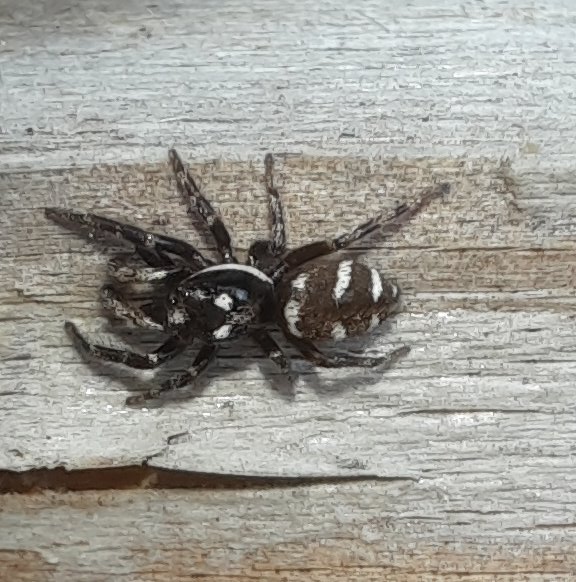 Zebra-Springspinne