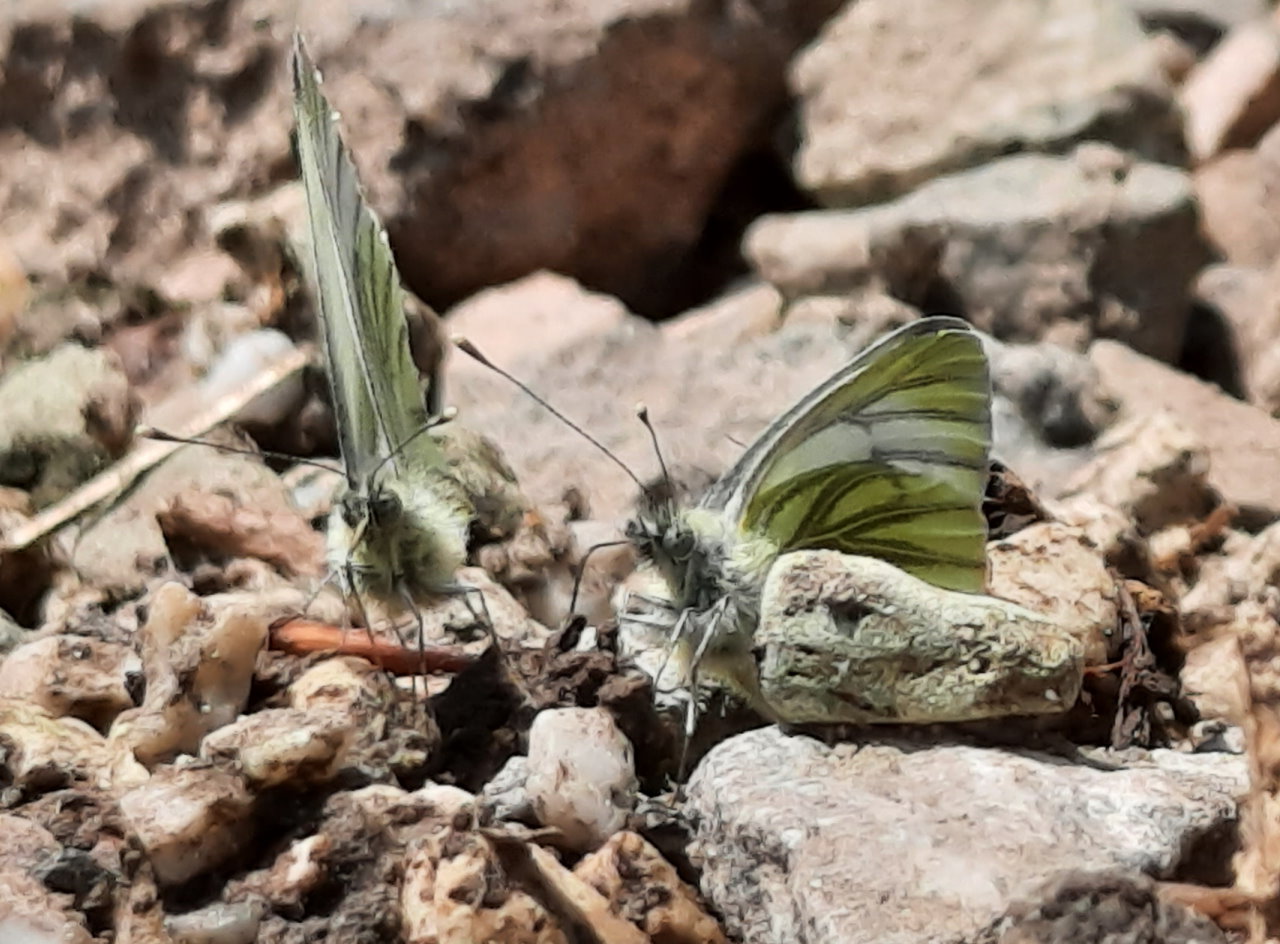 Grünader-Weißlinge