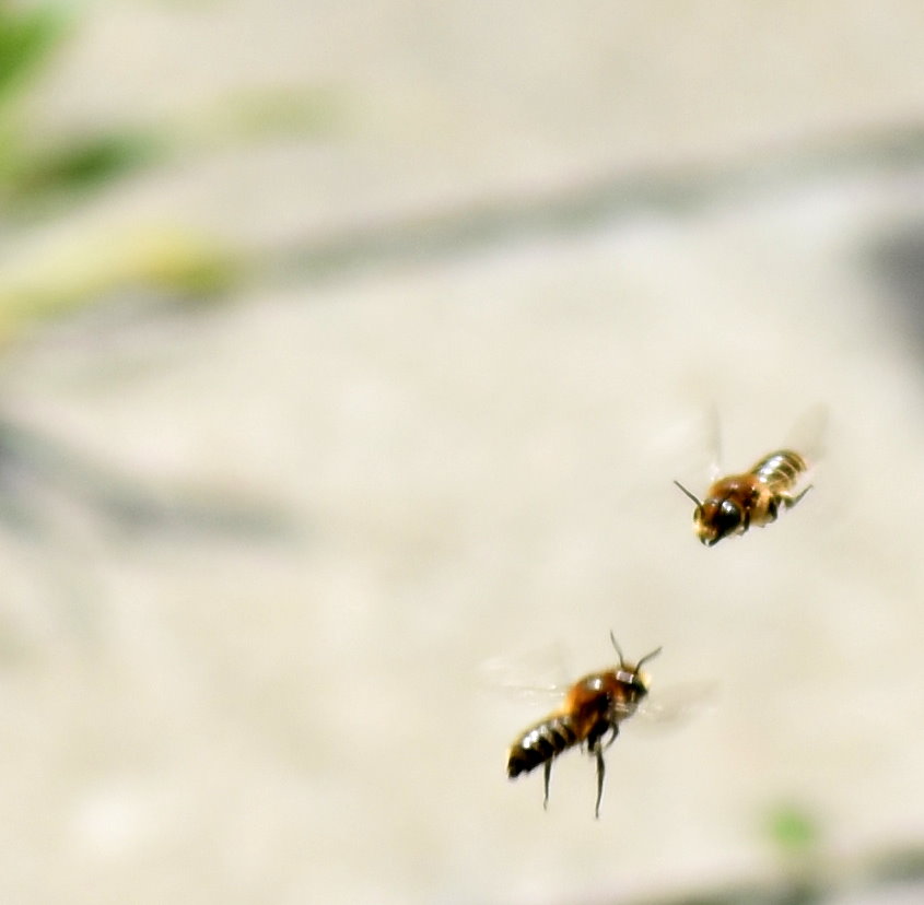 Kämpfende Wildbienen?