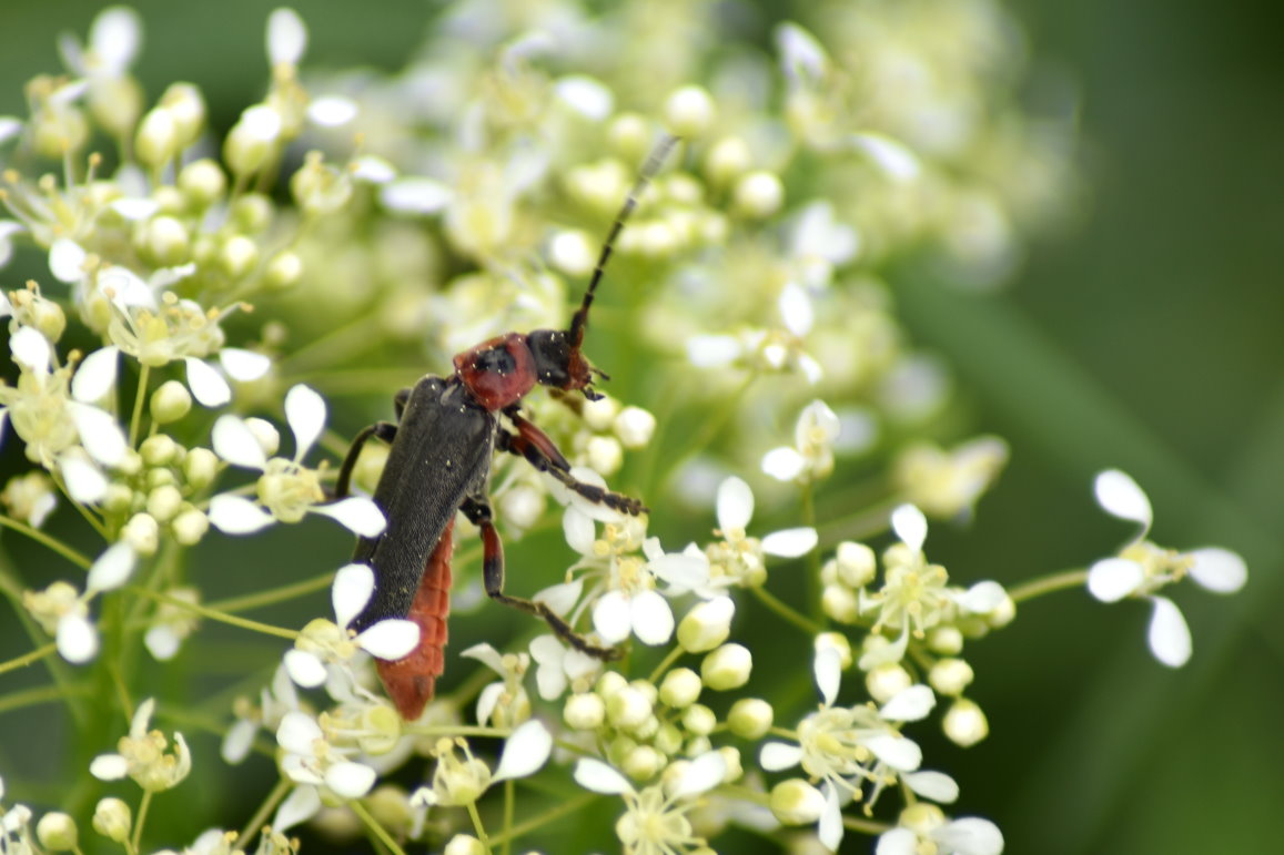 Rotschwarzer Weichkäfer (Cantharis pellucida) auf den Blüten von Pfeilkresse