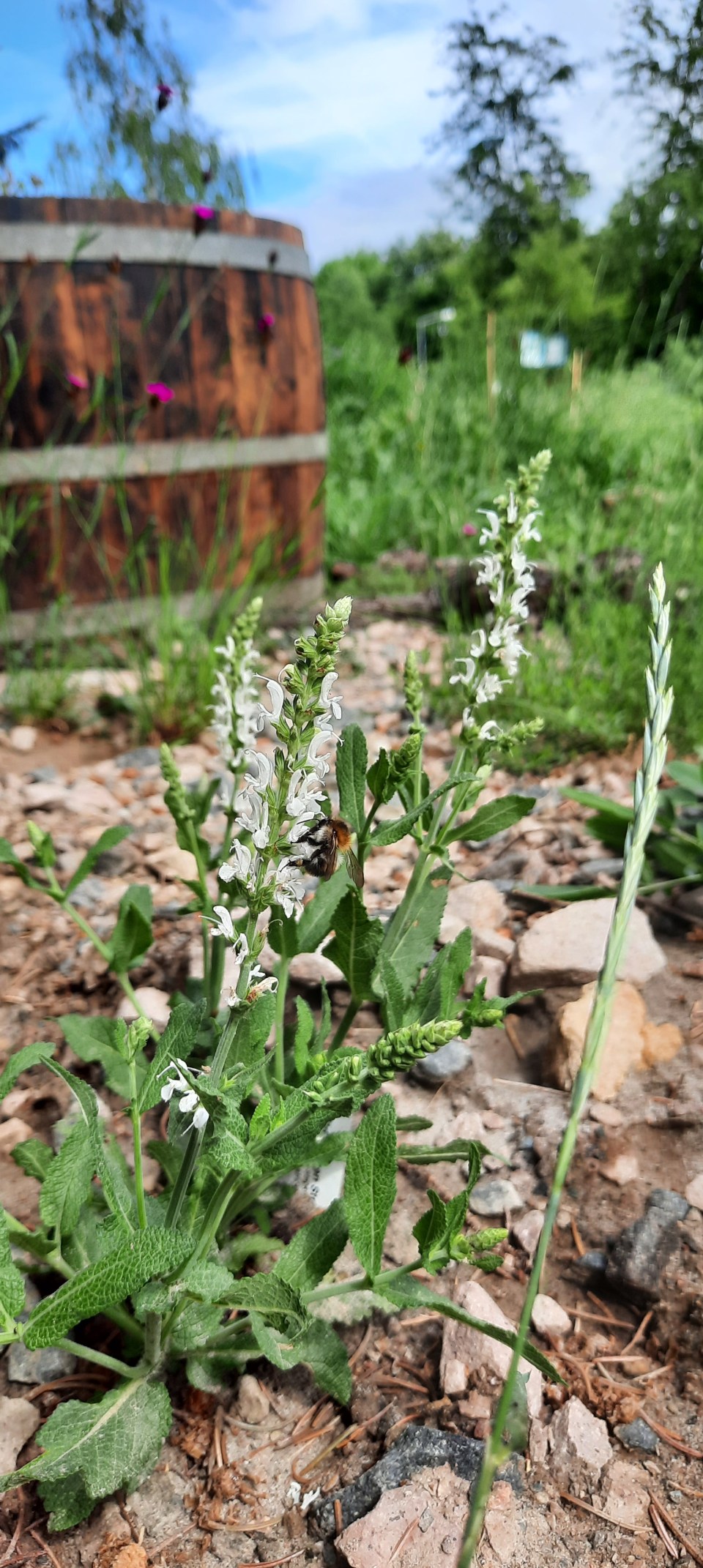 Magerbereich mit blühendem Steppensalbei, Nelken und Sand-Thymian