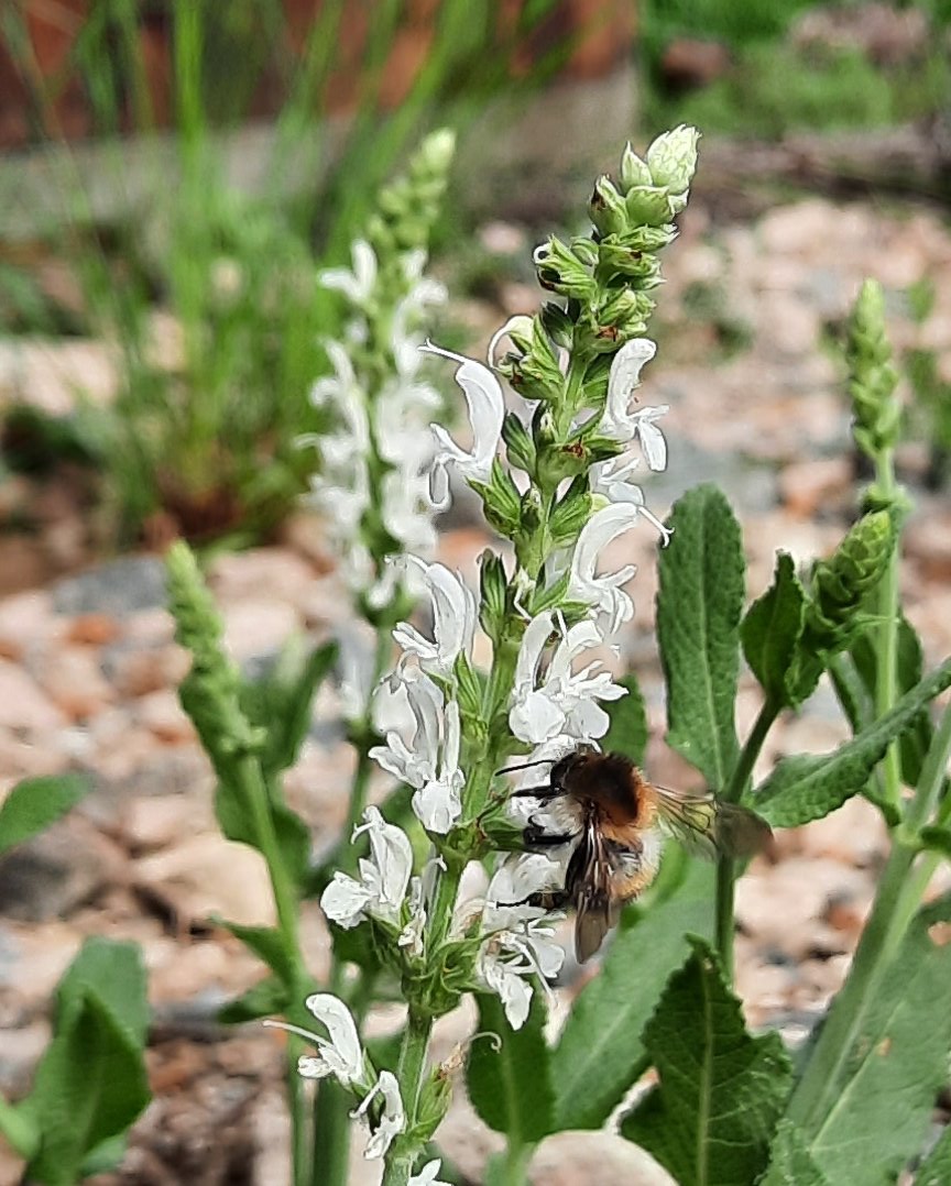 Wildbiene am Steppensalbei