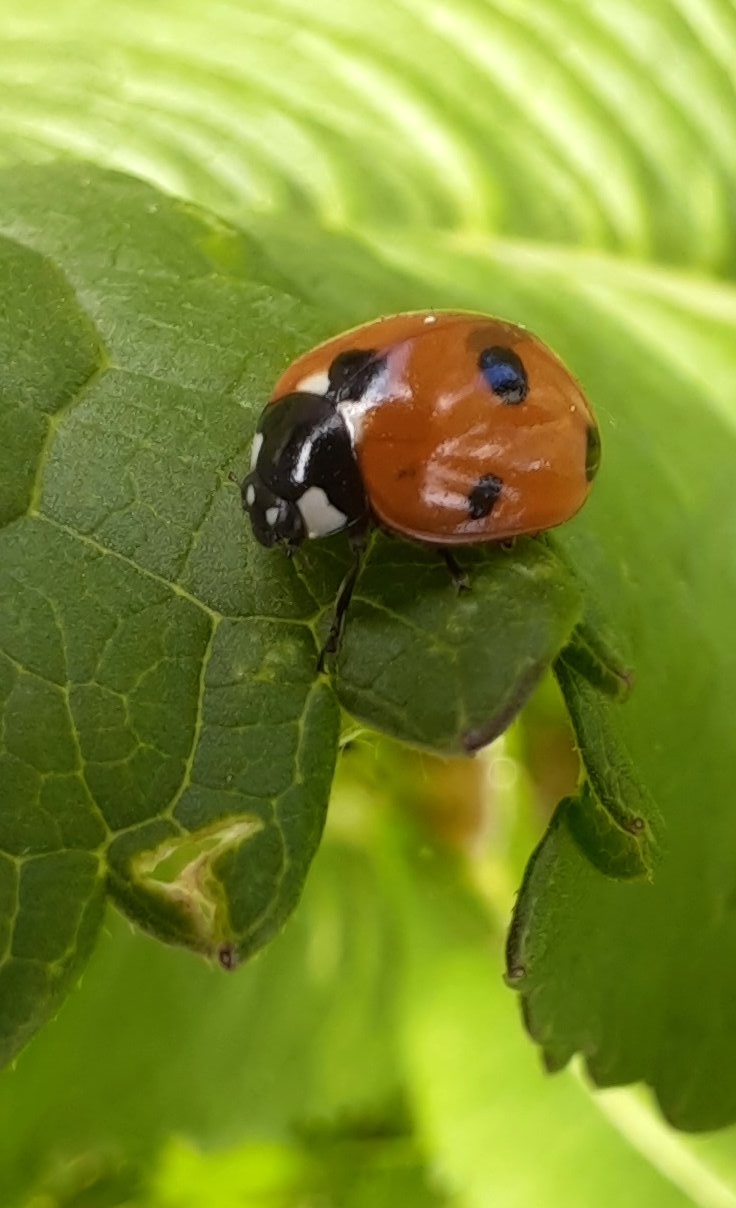 Marienkäfer auf der Karde
