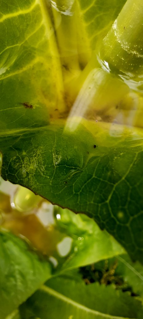 Wasserkelch an Wilder Karde