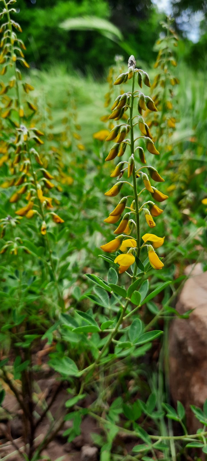 Schwarzer Geißklee blüht