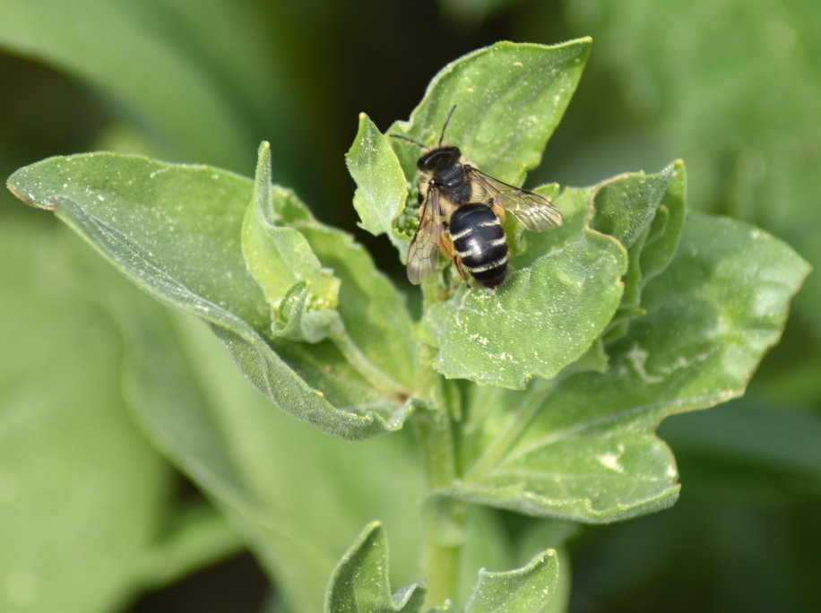 Eventuell gehört sie zur Gattung der Sägehornbienen