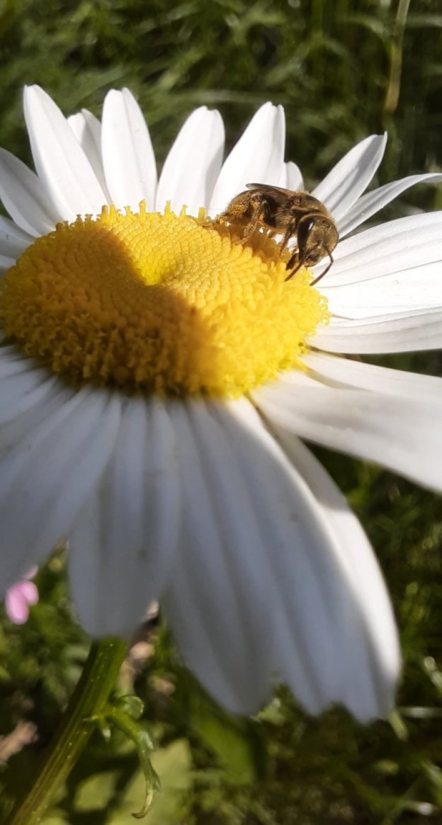 Wildbiene auf Margeriten-Blüte