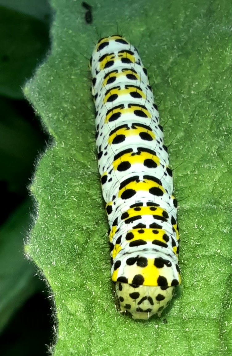 Die Raupe eines "Braunen Mönchs"