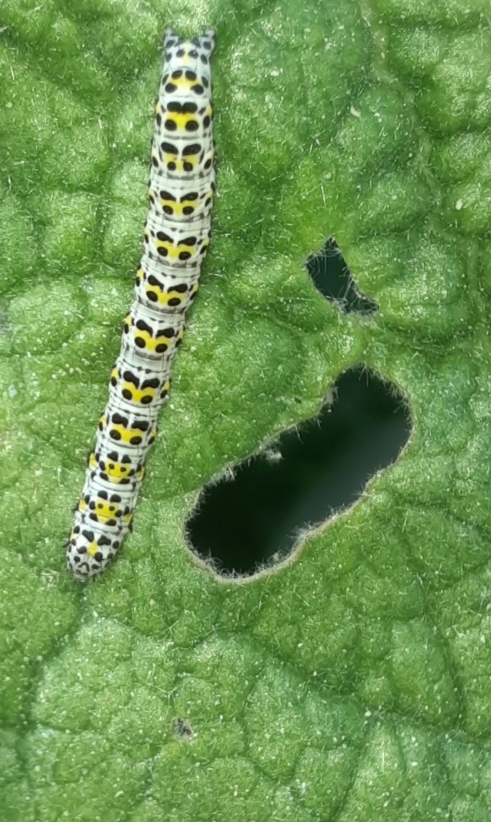 Raupe eines "Königskerzen-Mönchs"