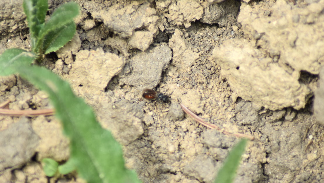 Unbestimmte Wildbiene, vielleicht auch parasitär lebend