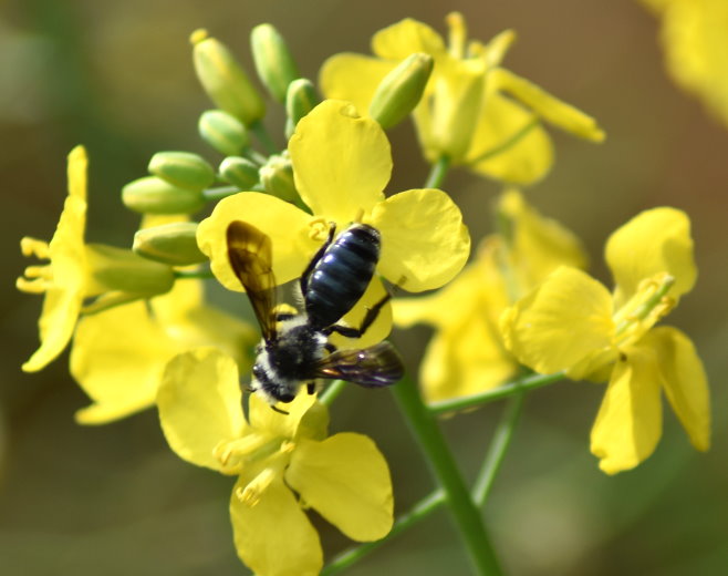 Hierbei könnte es sich um die Blauschillernde Sandbiene handeln, die sich an den Blüten des wild gewachsenen Kohls bedient.