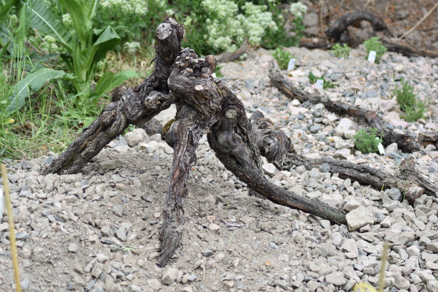 Wingerts-Knorzen-Spinne?