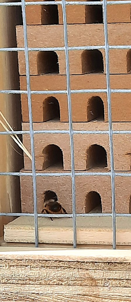 Diese Mauerbiene baut in die neue Nisthilfe.