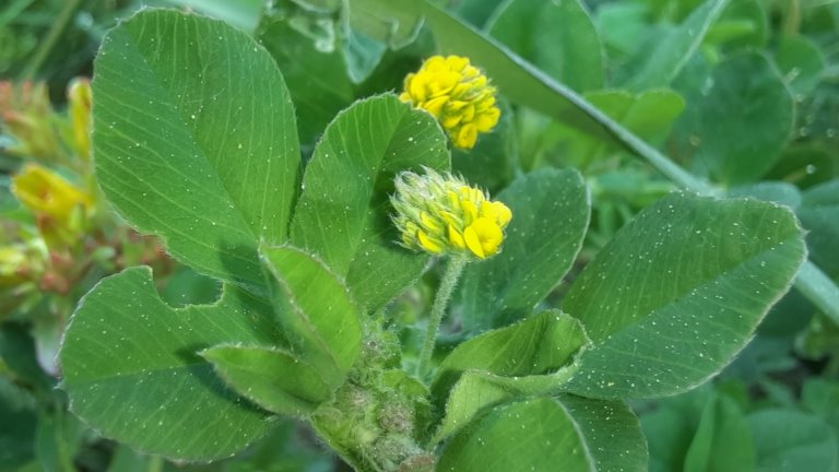 Blühende Acker-Luzerne