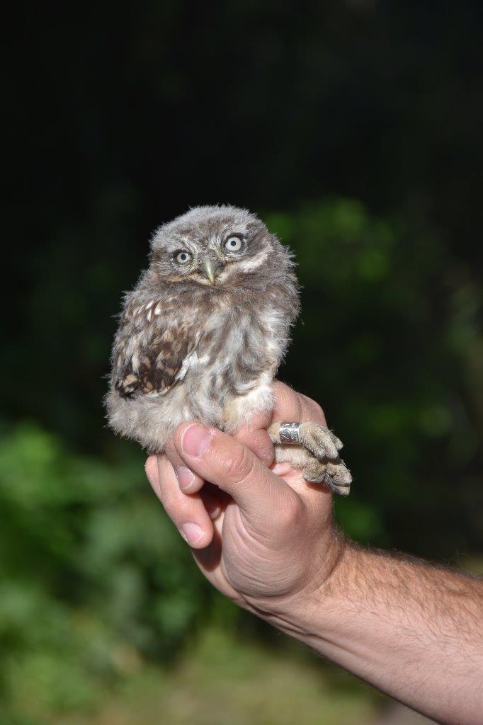 Steinkauz blickt in die Kamera