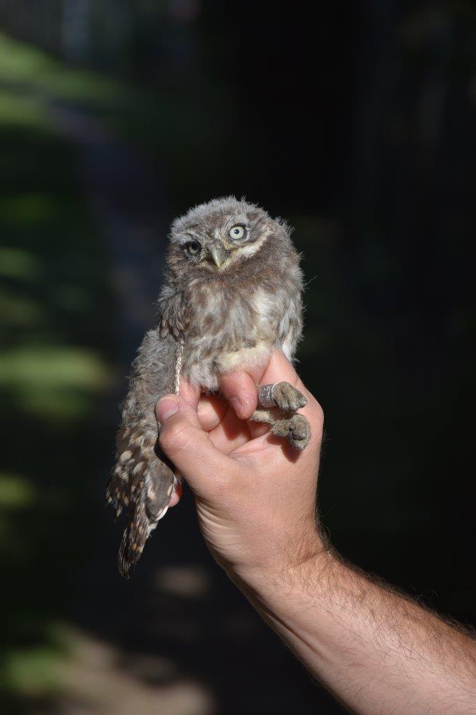 Steinkauz mit ausgestrecktem Flügel