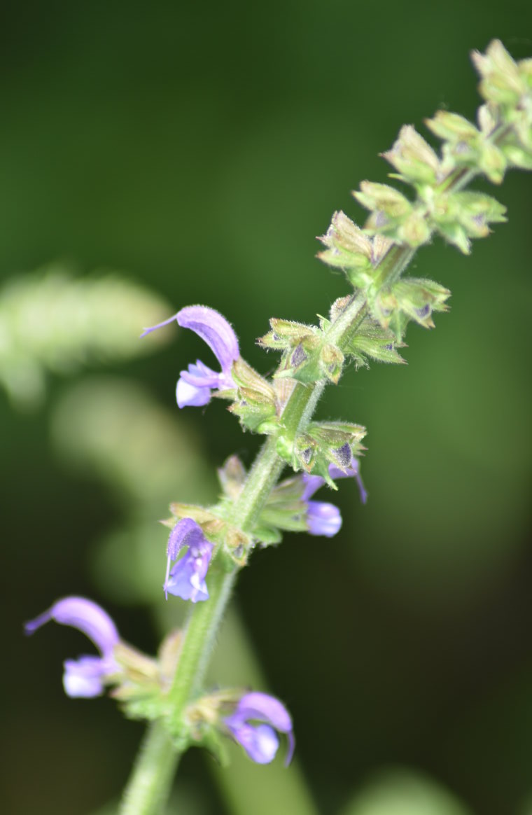 Wiesensalbei-Blüten