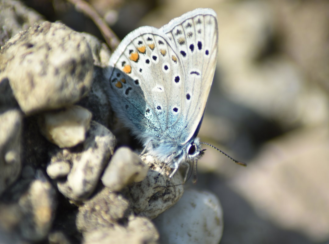 Wahrscheinlich ein Hauhechel-Bläuling