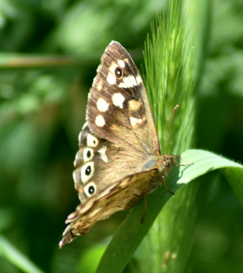 Evtl. Waldbrettspiel