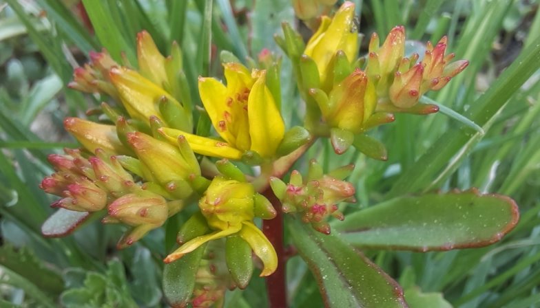 Felsenfetthenne-Blüten