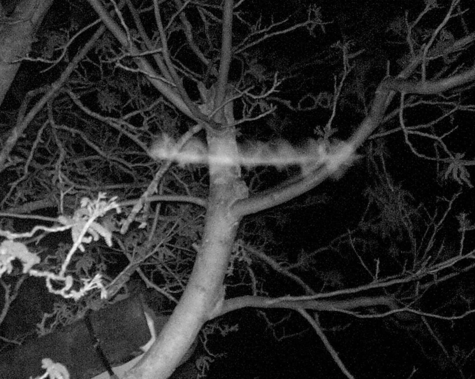 Fledermaus im Vorbeiflug