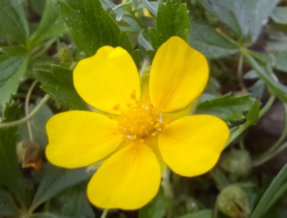 Frühlings-Fingerkraut