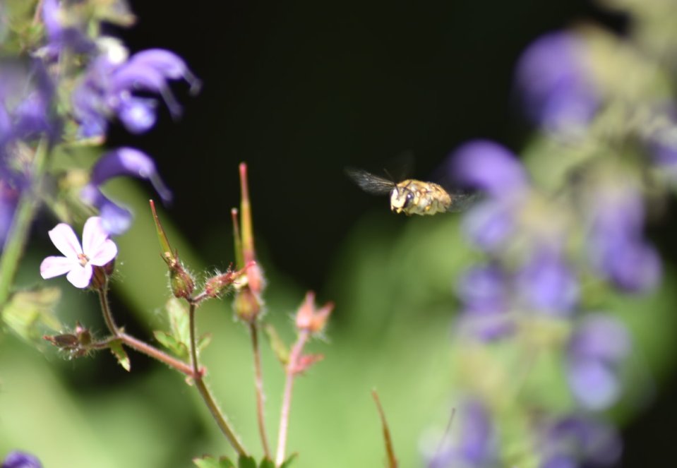 Gartenwollbiene im Anflug