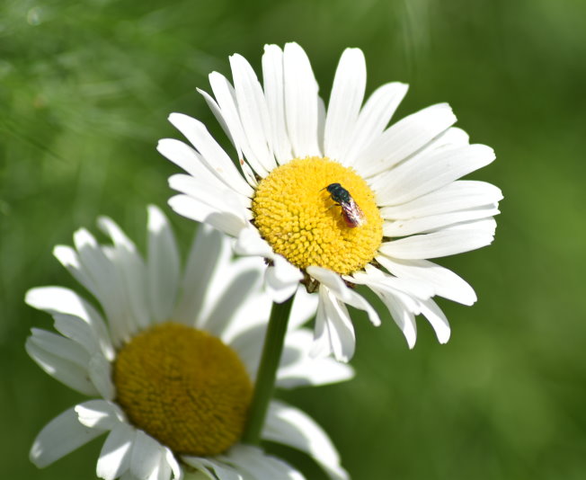 Goldwespe auf Margeriten-Blüte